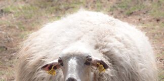 Ile procent merino? Ile procent merino?