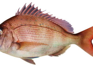 Jak zrobić zestaw na spławik na leszcza?