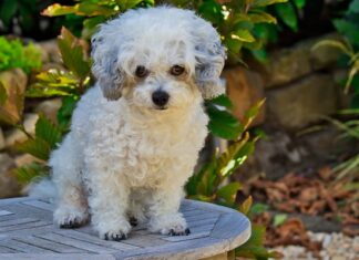 Jak łowić na Bolonke?