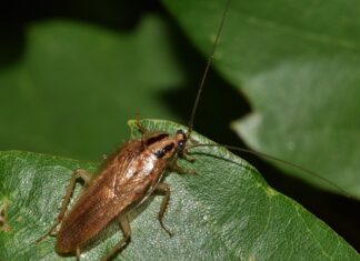 Jak ustawić grunt na płoć?