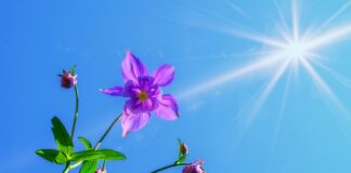 Ile metrów ma bramka na Orliku?