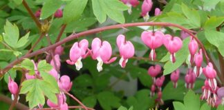 Co to są bryczesy spodnie?