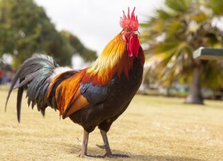 Jak się gra w koguta?