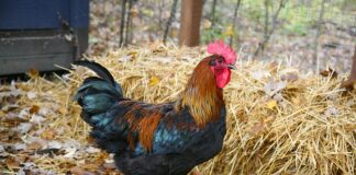 Kiedy jest faul na bramkarzu?