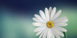 Kiedy biała muszka?