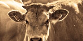 Jaka koszula do muchy?