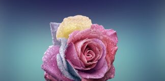 Czym się różni żakiet od marynarki?