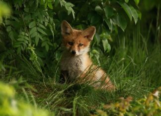 Do jakiego kształtu nosa pasuje septum?