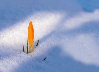Czy trzeba mieć 18 lat żeby przebić uszy?