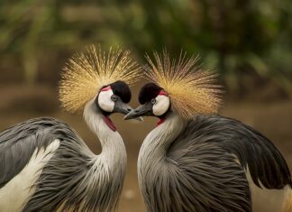 Jak nazywa się nakrycie głowy hindusa?