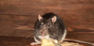 elektroniczny odstarszacz gryzoni