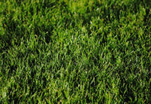 Jaki nawóz pod założenie trawnika? Jaki nawóz pod założenie trawnika