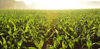 Chwastnica jednostronna w kukurydzy – jak odzyskać kontrolę nad łanem? Chwastnica jednostronna w kukurydzy