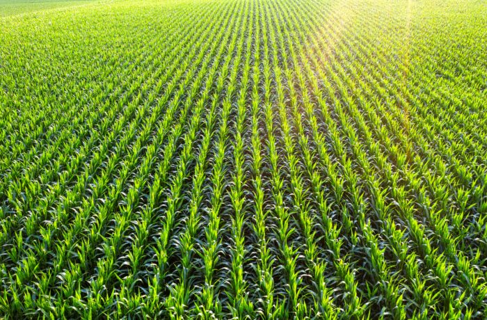 ochrona kukurydzy Innvigo